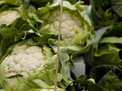 Paul's Vegetables and Herbs Paul's Vegetables and Herbs