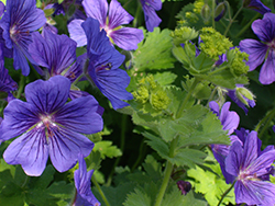 Roseveor Plants Roseveor Plants